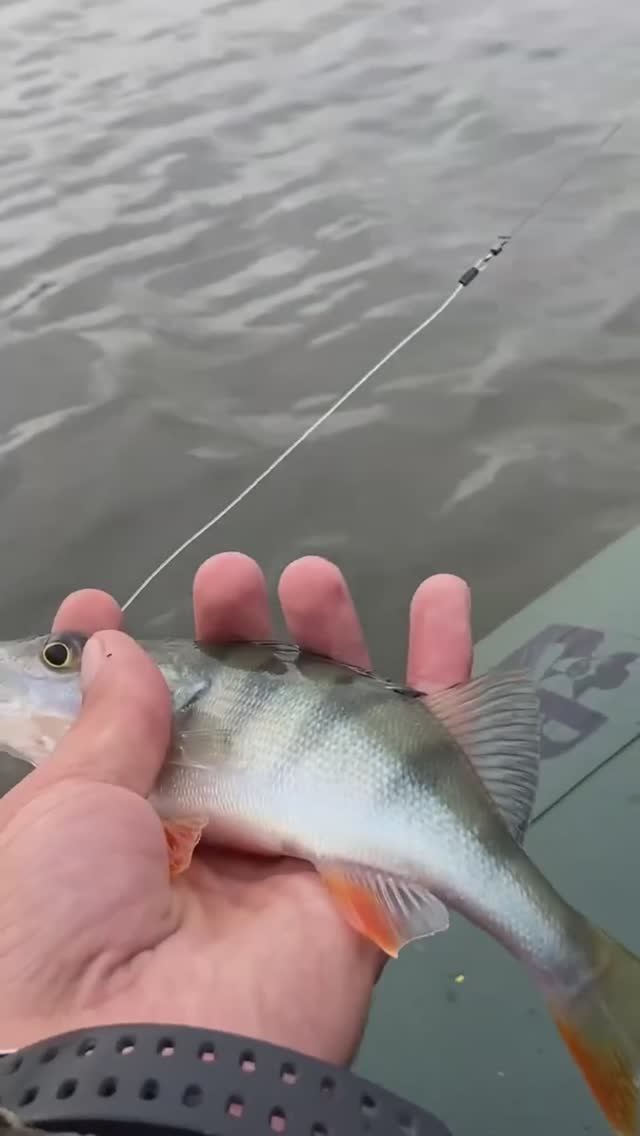 На что ловить окуня в июле 2025? #fishing #рыбалка #охота #окунь #рыбак #трофей #спиннинг #топ смотреть онлайн