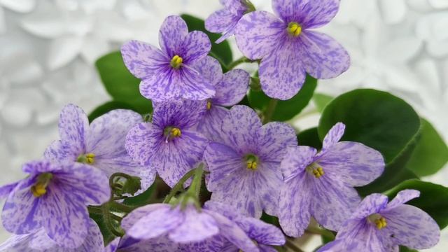 Фиалка трейлер ГЕА-Весёлый Клоун