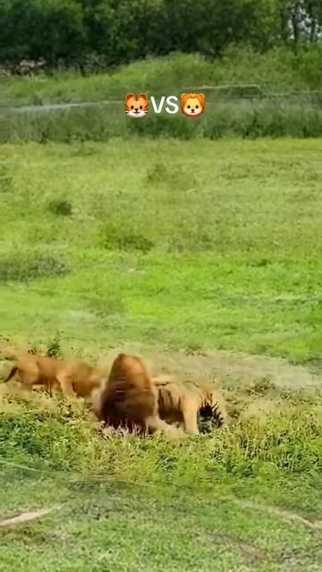 Дикие и опасные