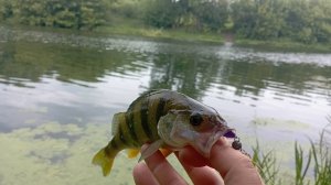 Микроджиг. Удачный выход!!! Щука и окунь порадовали поклёвками.