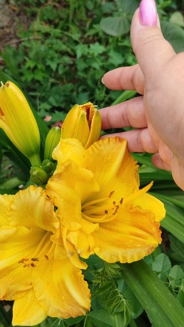 Лилейник смотреть онлайн