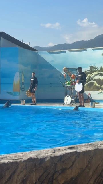 Абхазия, дельфинарий в Гагре (июль, ЛЕТО-2025) смотреть онлайн