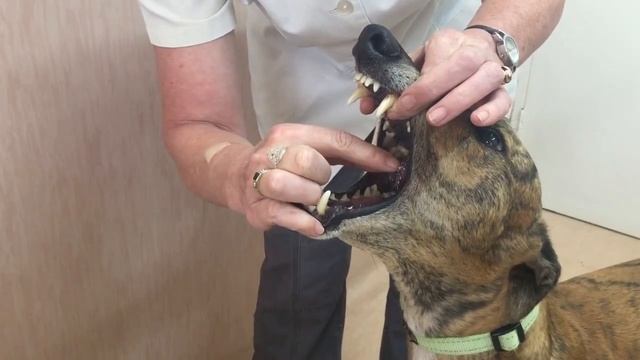 10 ГАДЖЕТОВ, АКСЕССУАРОВ и ИГРУШЕК ДЛЯ СОБАК смотреть онлайн