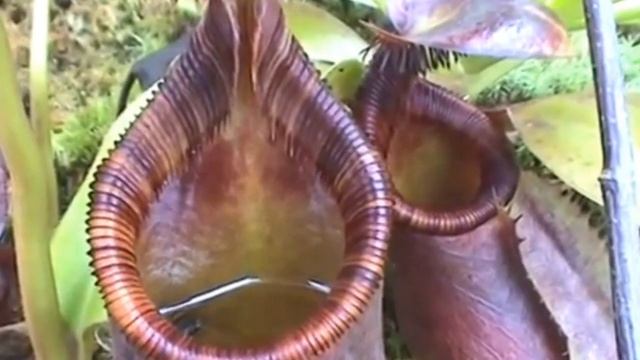 САМЫЕ ОПАСНЫЕ РАСТЕНИЯ В МИРЕ смотреть онлайн