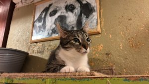 Эрмитажные коты. День Эрмитажных котов в Санкт-Петербурге. Как живут мышеловы в подвалах Эрмитажа?