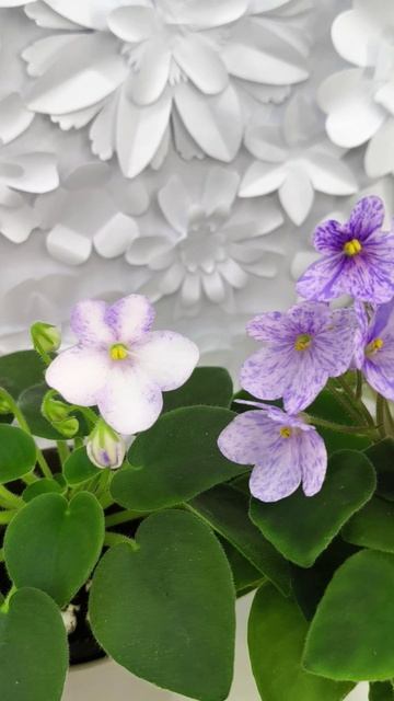 Фиалки трейлеры ГЕА-Весёлый Клоун спорт и сорт