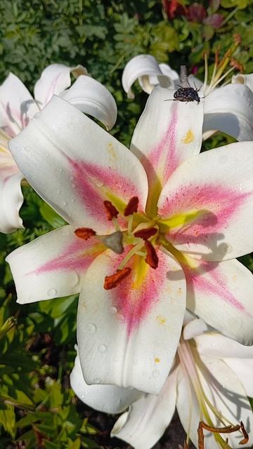 1000011056.mp4 Лилия в моëм саду смотреть онлайн