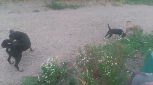 Пёс 3 сезон 1 серия кошки и собачки