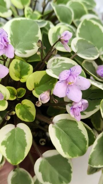 Фиалка химера Жемчужный Восторг