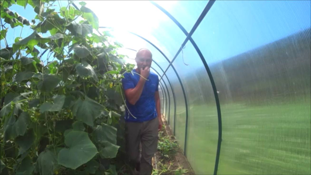 день 10. Мародёрничаю по теплицам соседей смотреть онлайн