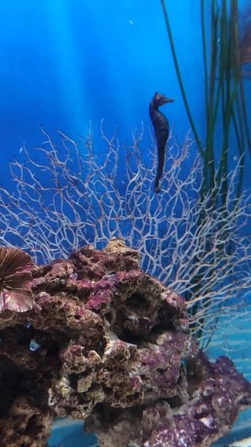 Москвариум 2025 Морские коньки смотреть онлайн