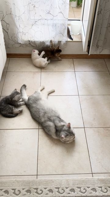 Котята кошки Кайли подросли.