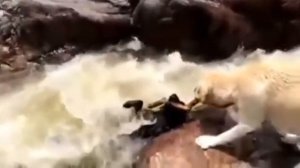 Палка выручалка