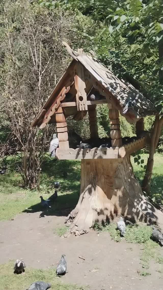 Голуби и белка в парке. Кормушка для белок смотреть онлайн