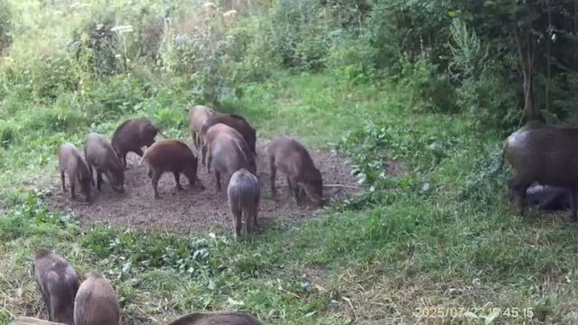 Подросли малыши!🐗 смотреть онлайн