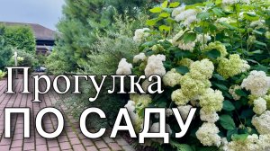 ОБЗОР растений с названиями. Гортензии. Розы. Ягодные кустарники. Лианы. Злаки. Работы в саду