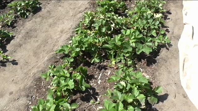 Как борюсь с земляничным клещем