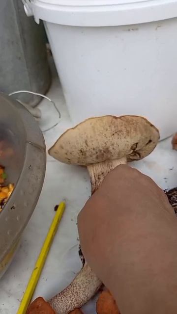 Грибное Ассорти смотреть онлайн