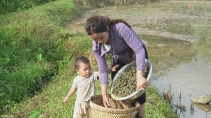 Мать с детьми, собирает гигантских улиток, чтобы продать на местном рынке. Вьетнам.