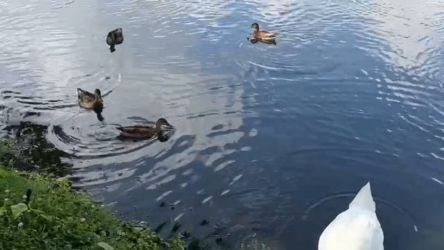 Утки и лебеди в парке на территории Николо-Угрешского монастыря смотреть онлайн