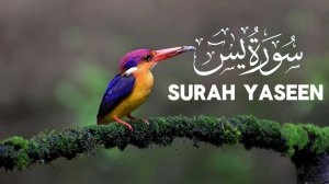 СУРА ЯСИН / КРАСИВОЕ ЧТЕНИЕ СУРЫ ЯСИН / КОРАН