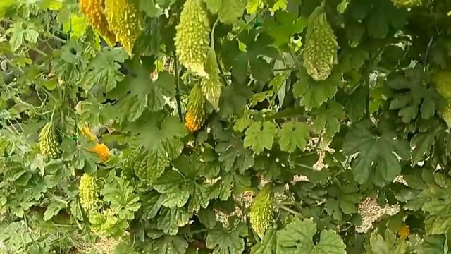 10 самых необычных фруктов. Факты о фруктах смотреть онлайн