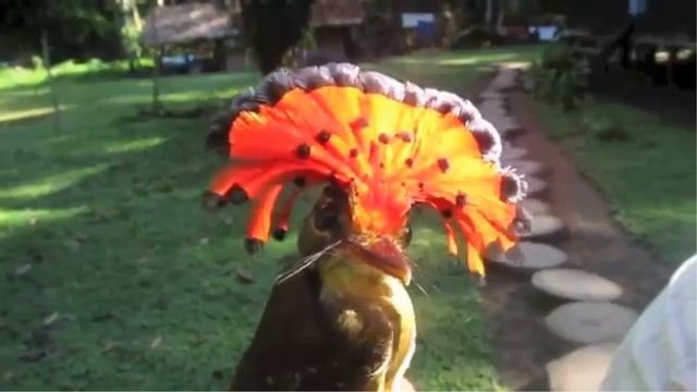 САМЫЕ НЕОБЫЧНЫЕ и удивительно КРАСИВЫЕ ПТИЦЫ планеты смотреть онлайн