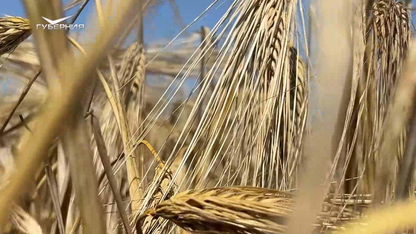 Квантовый ячмень. Агрокурьер