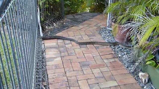 САМЫЕ ОГРОМНЫЕ ЗМЕИ В МИРЕ смотреть онлайн