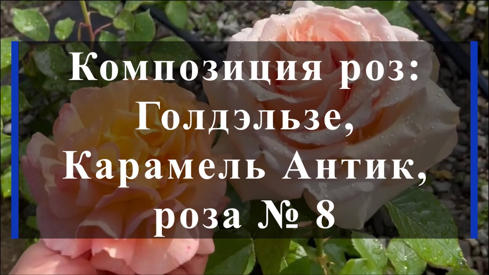 Композиция роз: Голдэльзе, Карамель Антик, роза № 8 смотреть онлайн