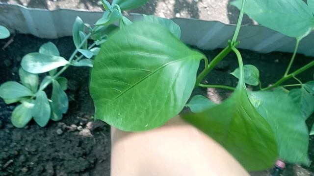 что не так с перцем? 🤔 смотреть онлайн