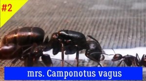 Конкурс красоты среди муравьев. #сезонконтентаRUTUBE