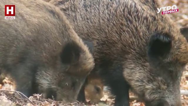 Кабаны | ЗООМАНИЯ