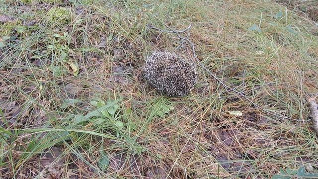 ЛЕТО ОТДЫХ #КВАДРОЦИКЛ #ЛЕТО #ЛЕС #ОТДЫХ