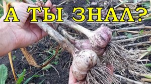 КАК и КОГДА копать ЧЕСНОК? Основные важности в процессе🔥🔥🔥