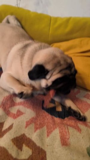 Суетливый грызинг