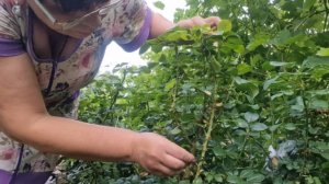 Укоренение розы прямо на кусте. Черенкование воздушным способом. Разбираю запасы праздничной посуды.