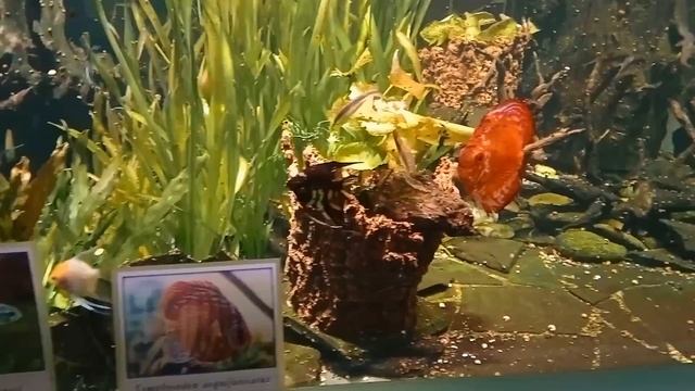 Ленинградский зоопарк аквариумы с рыбками