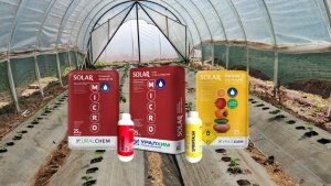 Секреты питания клубники после посадки: что дать, чтобы кусты прижились и дали урожай?