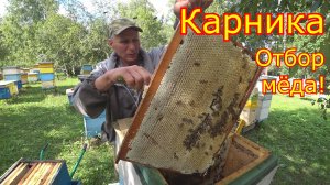 КАРНИКА в Сибири всё ЗАЛИТО МЁДОМ! Двухматочные отбор мёда!