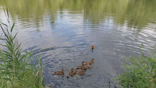 НАШИ ДИКИЕ УТКИ смотреть онлайн