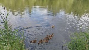 НАШИ  ДИКИЕ УТКИ