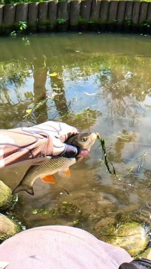 НА ПЛЮХ! 

#рыбалка #голавль #поклевка #спиннинг