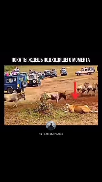 Действуй! Либо ты, либо кто то другой! Tg - @About_life_leon #успех #мотивация #саморазвитие смотреть онлайн