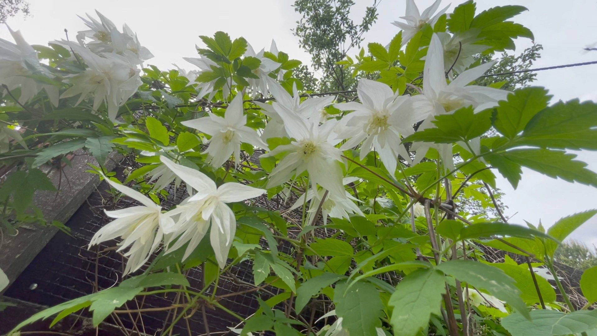 Июнь в Саду 11 июня 2025