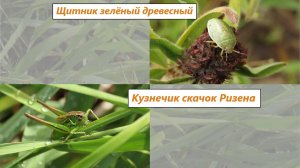 Зелёненькие: кузнечик скачок Ризена и клоп щитник зелёный древесный. Июль 2025