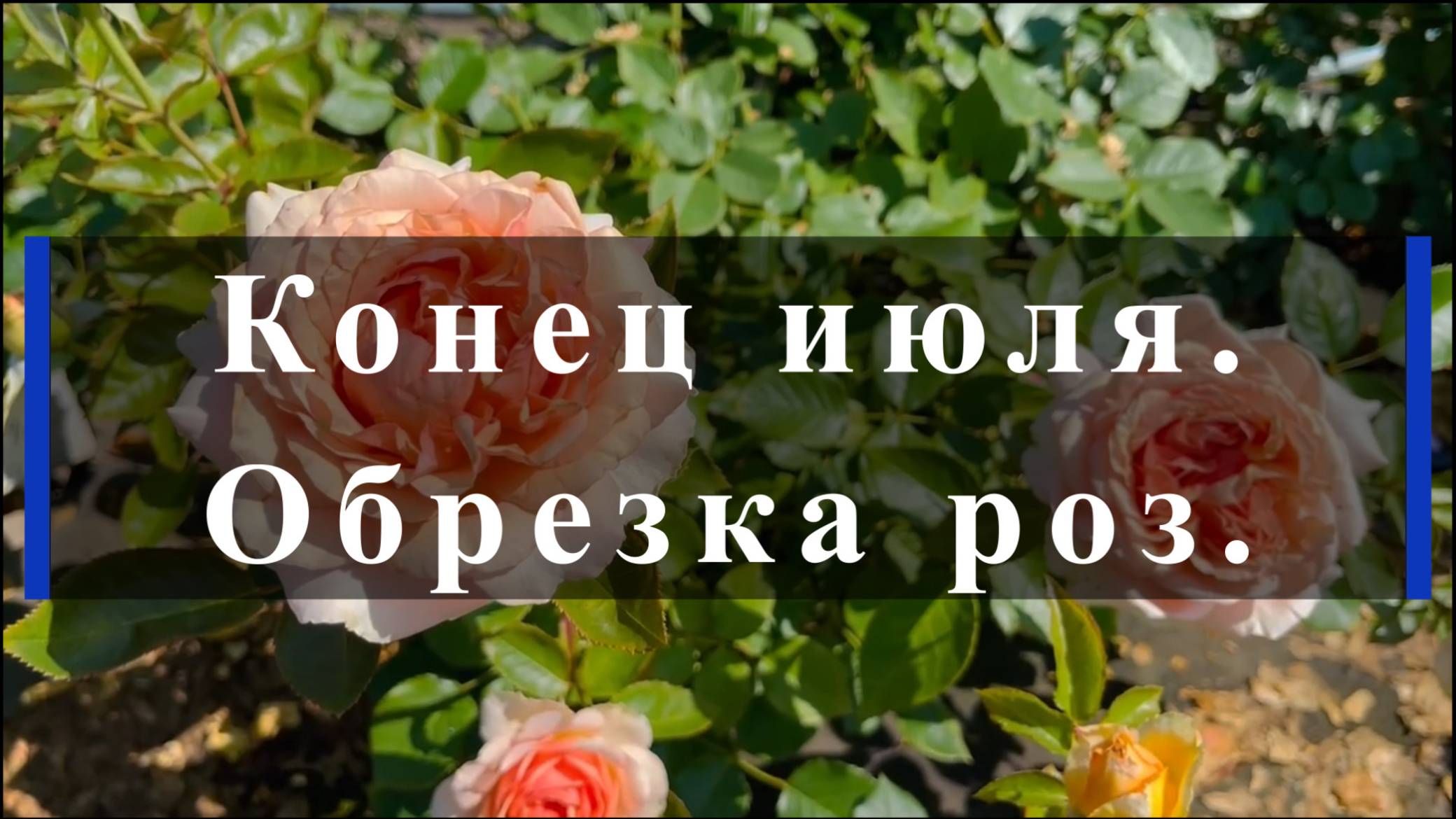 Конец июля. Обрезка роз. смотреть онлайн
