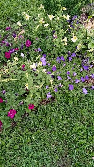 ОБРЕЗКА ПЕТУНИЙ