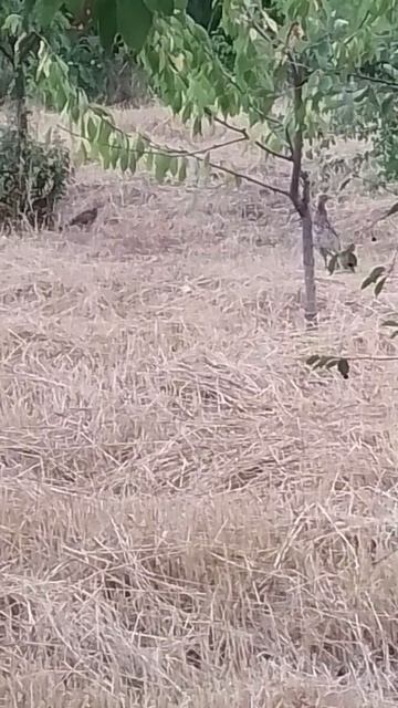 Фазан с потомством! смотреть онлайн