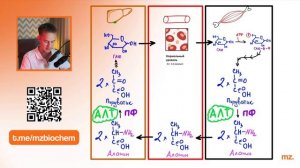 ЦИКЛ КОРИ за 6 МИНУТ // На Биохимическом